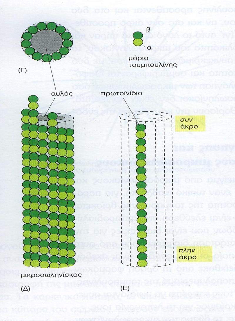 Μικροσωληνίσκοι Υπομονάδες τουμπουλίνης η καθεμιά από τις οποίες είναι διμερές που αποτελείται από 2