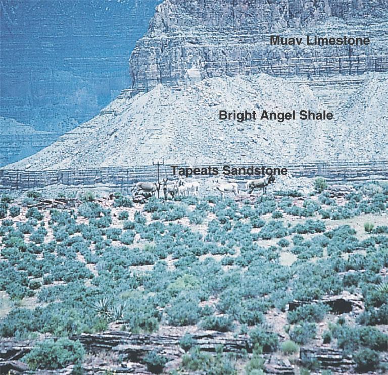Θαλϊςςια Επύκλυςη ςτο Grand Canyon Απόθεςη τριών ςχηματιςμών κατϊ τη