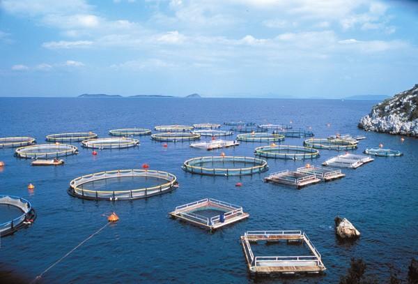 κράτη μέλη, η αξία των προϊόντων της ιχθυοκαλλιέργειας είναι μεγαλύτερη από αυτή των προϊόντων της αλιείας. Σε άλλες, η ιχθυοκαλλιέργεια αντιπροσωπεύει σημαντικό μέρος της συνολικής τους παραγωγής.