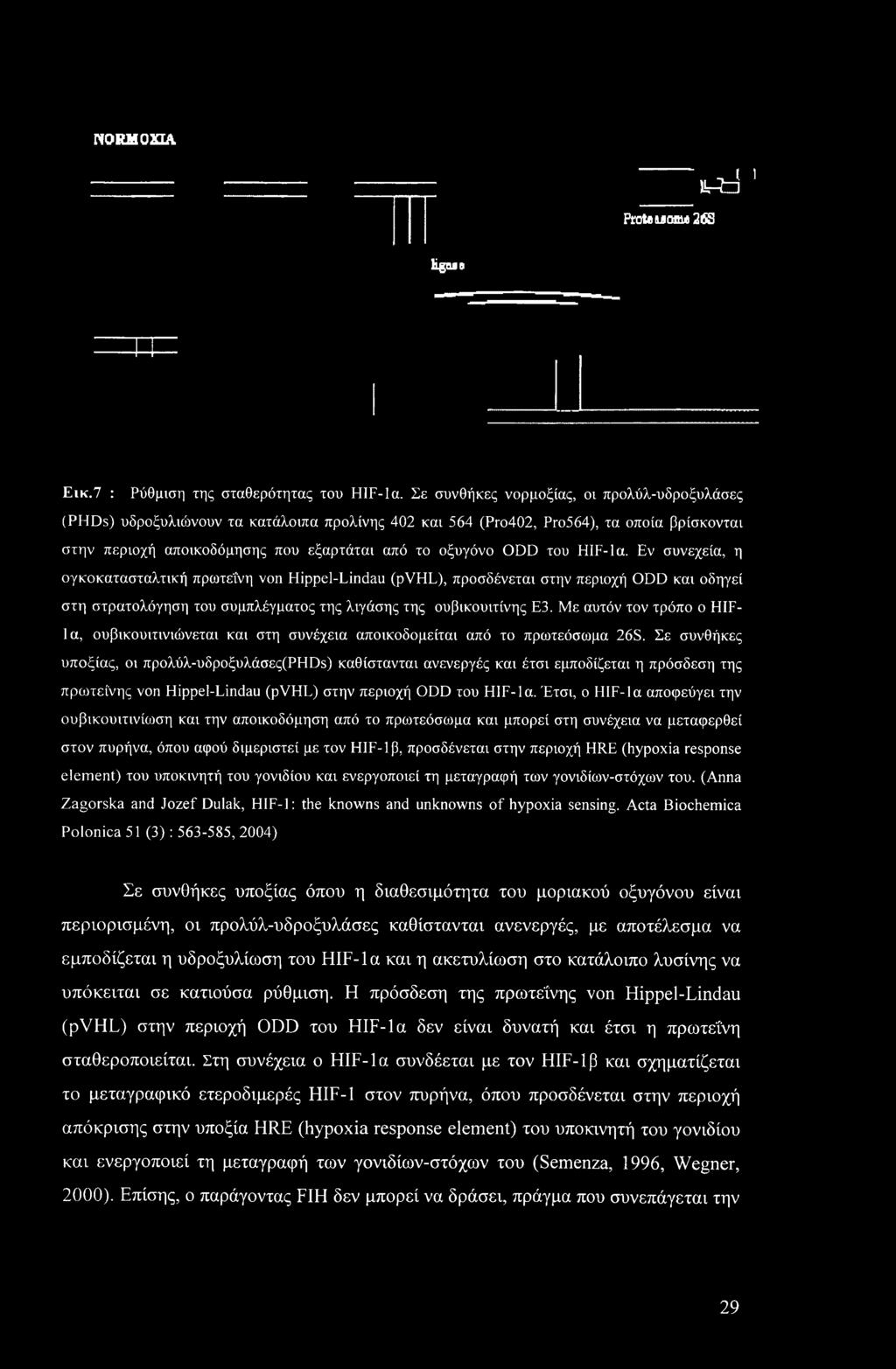 του HIF-la. Εν συνεχεία, η ογκοκατασταλτική πρωτεΐνη von Hippel-Lindau (pvhl), προσδένεται στην περιοχή ODD και οδηγεί στη στρατολόγηση του συμπλέγματος της λιγάσης της ουβικουιτίνης Ε3.