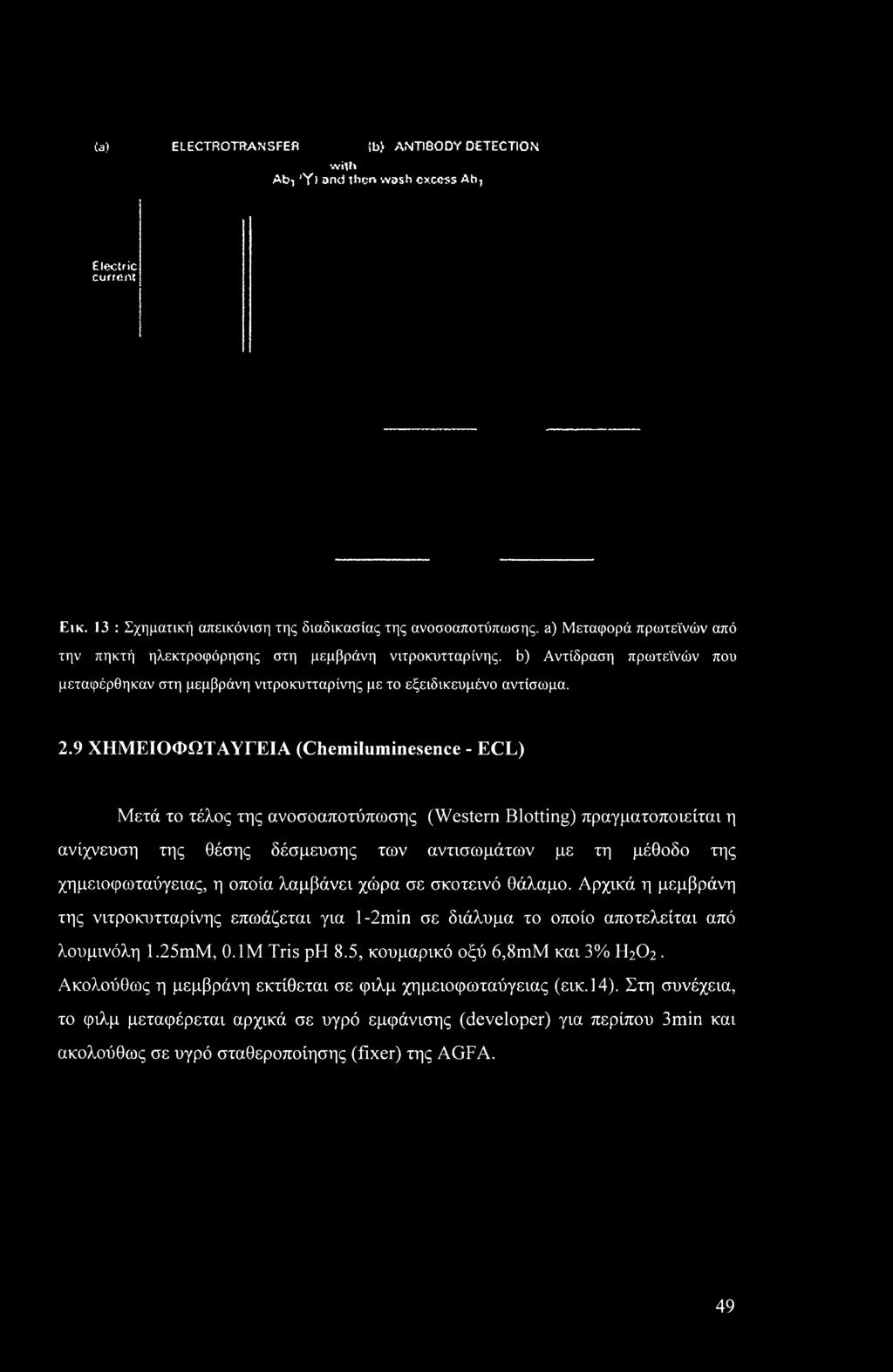 (a) ELECTROTtfANSFEfl ib> ANTIBODY DETECTION with Ab, 'Y) and ihcr* wosb excess Ab, Electric current Εικ. 13 : Σχηματική απεικόνιση της διαδικασίας της ανοσοαποτύπωσης.