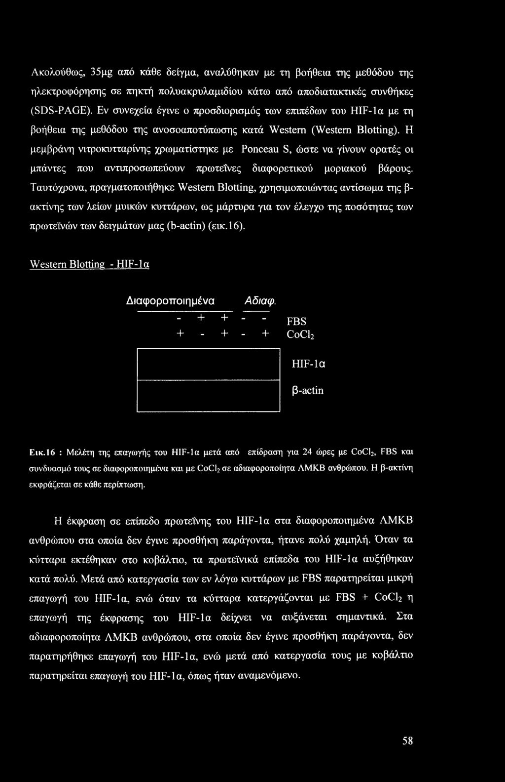 Η μεμβράνη νιτροκυτταρίνης χρωματίστηκε με Ponceau S, ώστε να γίνουν ορατές οι μπάντες που αντιπροσωπεύουν πρωτεΐνες διαφορετικού μοριακού βάρους.