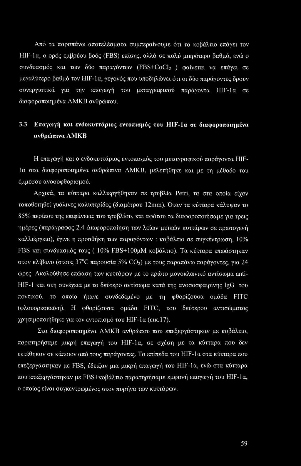 3.3 Επαγωγή και ενδοκυττάριος εντοπισμός του HIF-la σε διαφοροποιημένα ανθρώπινα ΛΜΚΒ Η επαγωγή και ο ενδοκυττάριος εντοπισμός του μεταγραφικού παράγοντα HIFla στα διαφοροποιημένα ανθρώπινα ΛΜΚΒ,