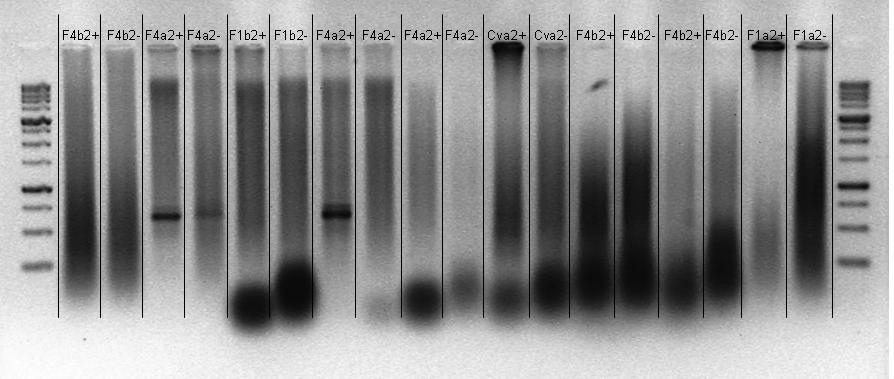 Πηκτές αγαρόζης 2% όπου έχουν αναλυθεί τα προϊόντα PCR που προέκυψαν από την εφαρμογή δύο εκκινητών ISSR σε γενωμικά DNA που δεν