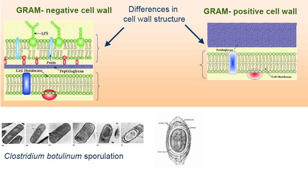 Διαφοροποίηση των Βακτηριακών Κυττάρων με