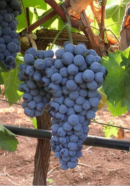 Εικόνα 7: Η ποικιλία Vitis vinifera «Αγιωργίτικο» (Πηγή: http://www.antemisaris.gr/product.aspx?iid=11515) 3.1 Αμπελογραφικοί χαρακτήρες και φαινολογικά στάδια Όπως αναφέρει ο κ.