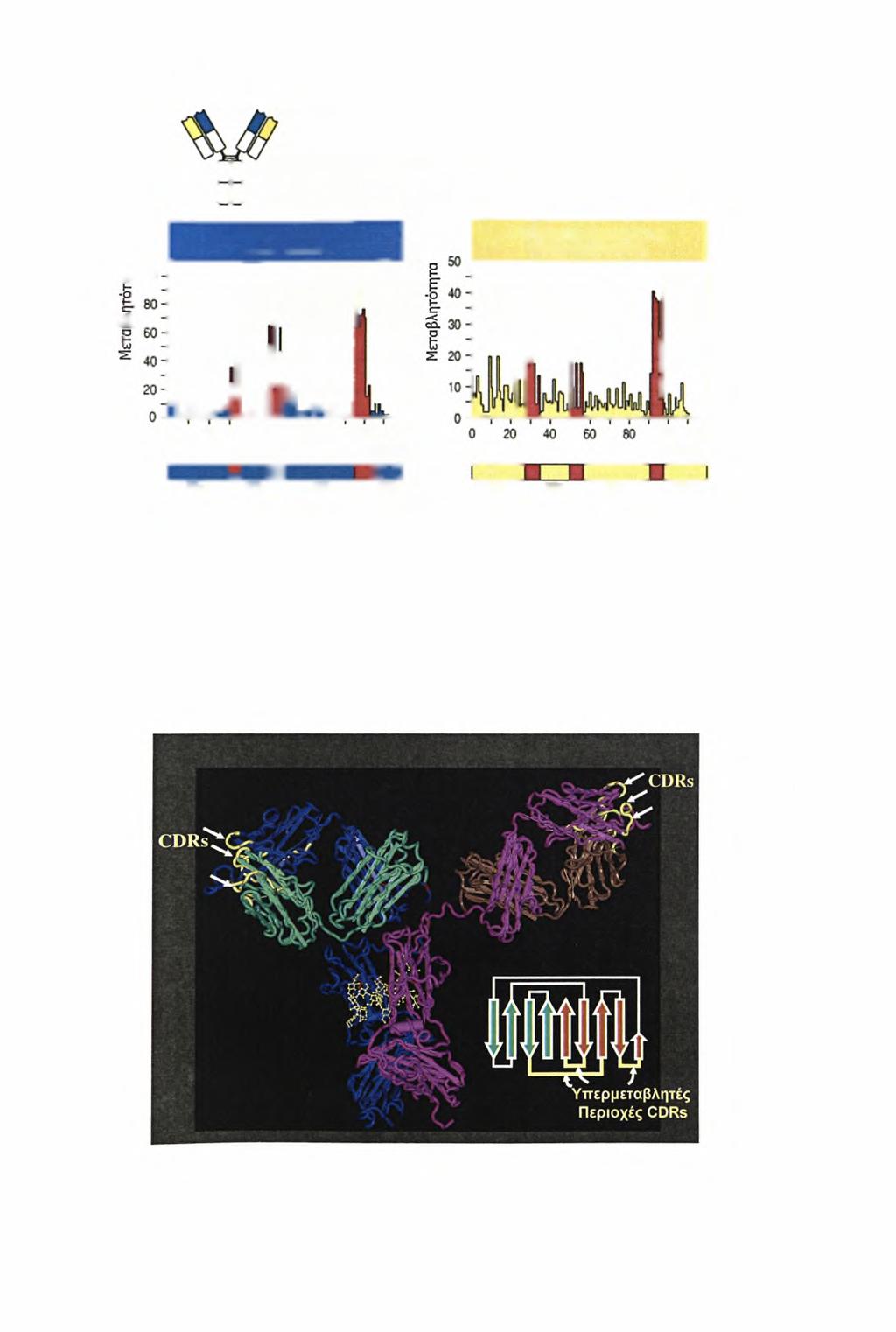 p.100 -< CCL Μεταβλητή περιοχή V της βαριάς αλυσίδας Μεταβλητή περιοχή V της ελαφριάς αλυσίδας HiljL.kJ J I I44l 0 20 ΓΤ 40 60 80 100 120 Residue 100 120 Residue L LL-LL FR1 FR?