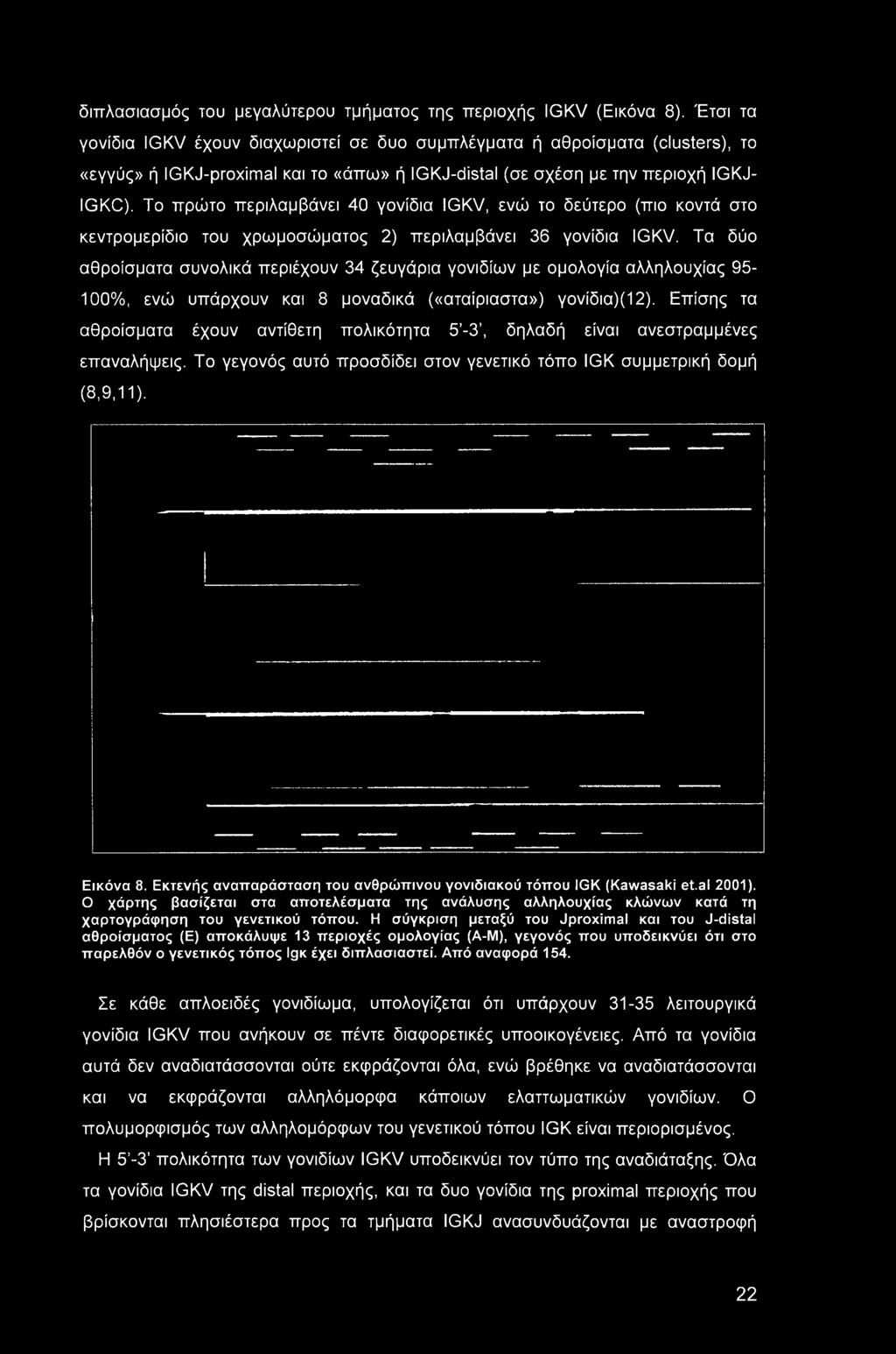 Επίσης τα αθροίσματα έχουν αντίθετη πολικότητα 5-3, δηλαδή είναι ανεστραμμένες επαναλήψεις. Το γεγονός αυτό προσδίδει στον γενετικό τόπο IGK συμμετρική δομή (8,9,11). Εικόνα 8.