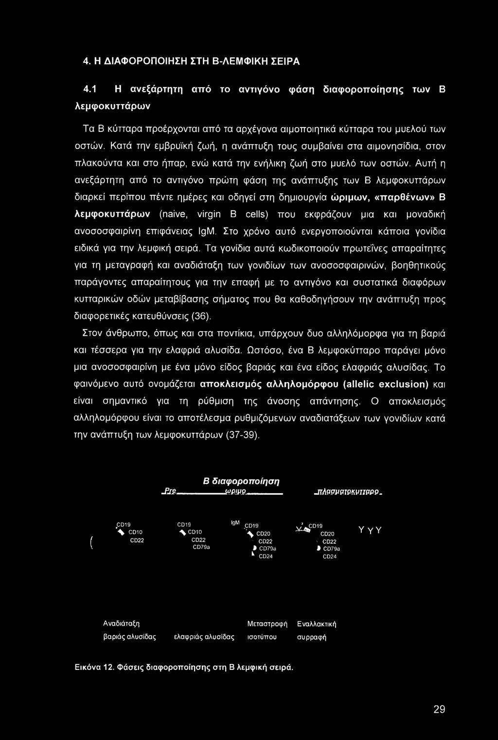 Τα γονίδια αυτά κωδικοποιούν πρωτεΐνες απαραίτητες για τη μεταγραφή και αναδιάταξη των γονιδίων των ανοσοσφαιρινών, βοηθητικούς παράγοντες απαραίτητους για την επαφή με το αντιγόνο και συστατικά