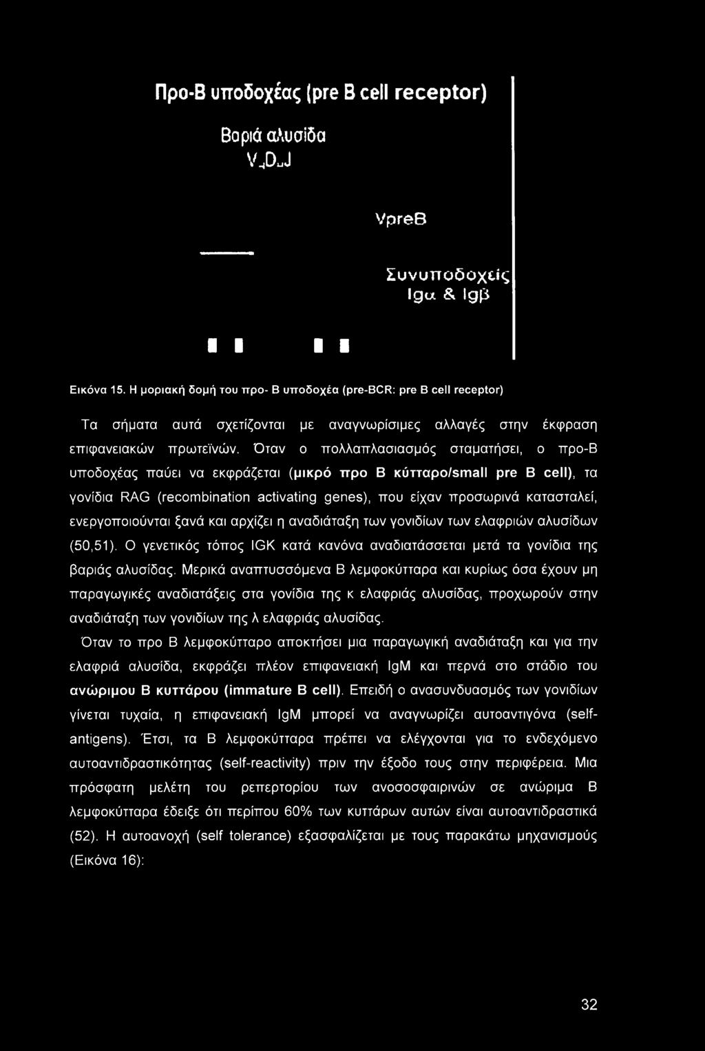 Προ-Β υποδοχέας (pre Β cell receptor) Βαριά αλυσίδα V,DJ VpreB Συνυποδοχείς Igct & Igp a a Εικόνα 15.
