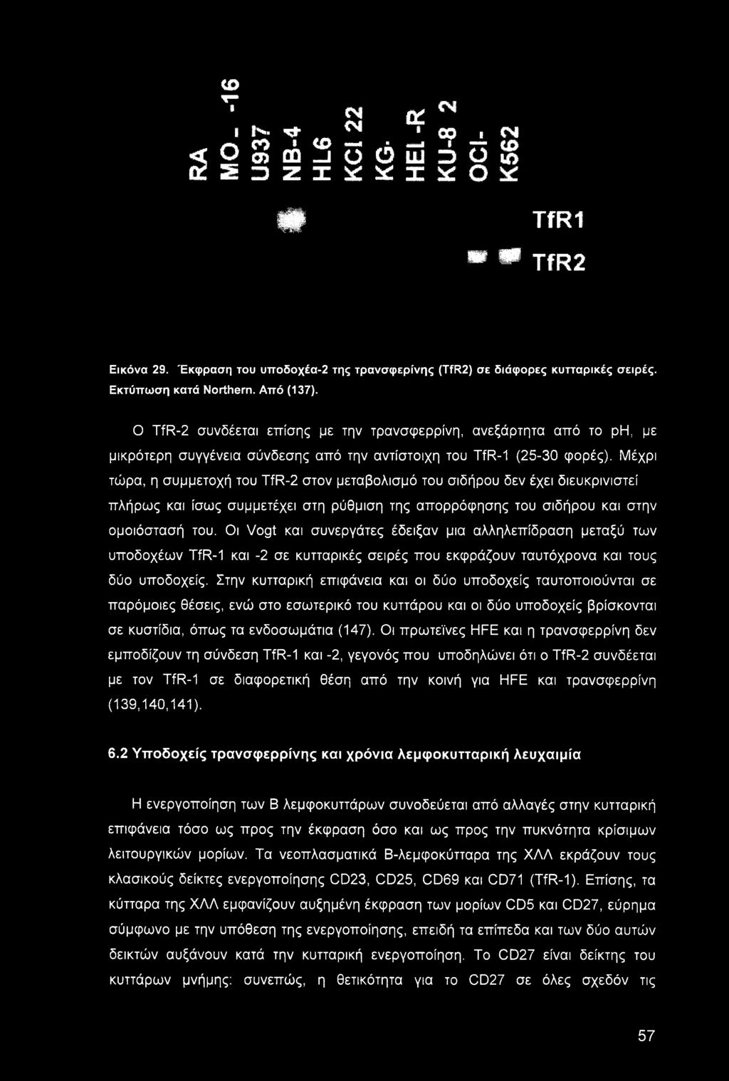 Ο TfR-2 συνδέεται επίσης με την τρανσφερρίνη, ανεξάρτητα από το ph, με μικρότερη συγγένεια σύνδεσης από την αντίστοιχη του TfR-1 (25-30 φορές).