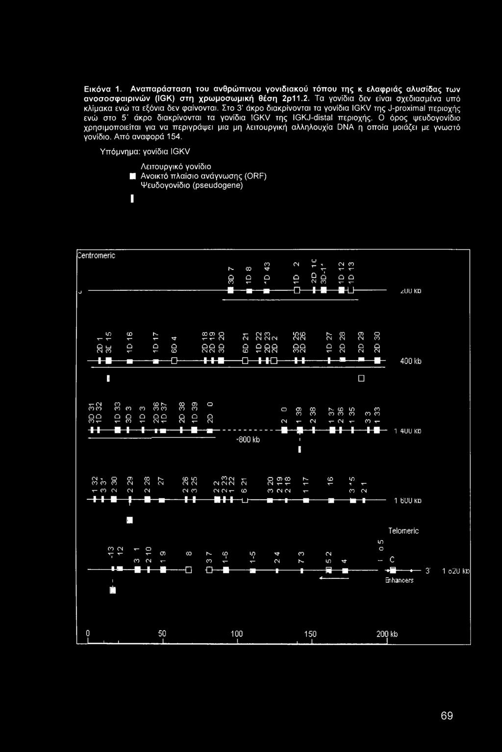 Στο 3 άκρο διακρίνονται τα γονίδια IGKV της J-proximal περιοχής ενώ στο 5' άκρο διακρίνονται τα γονίδια IGKV της IGKJ-distal περιοχής.