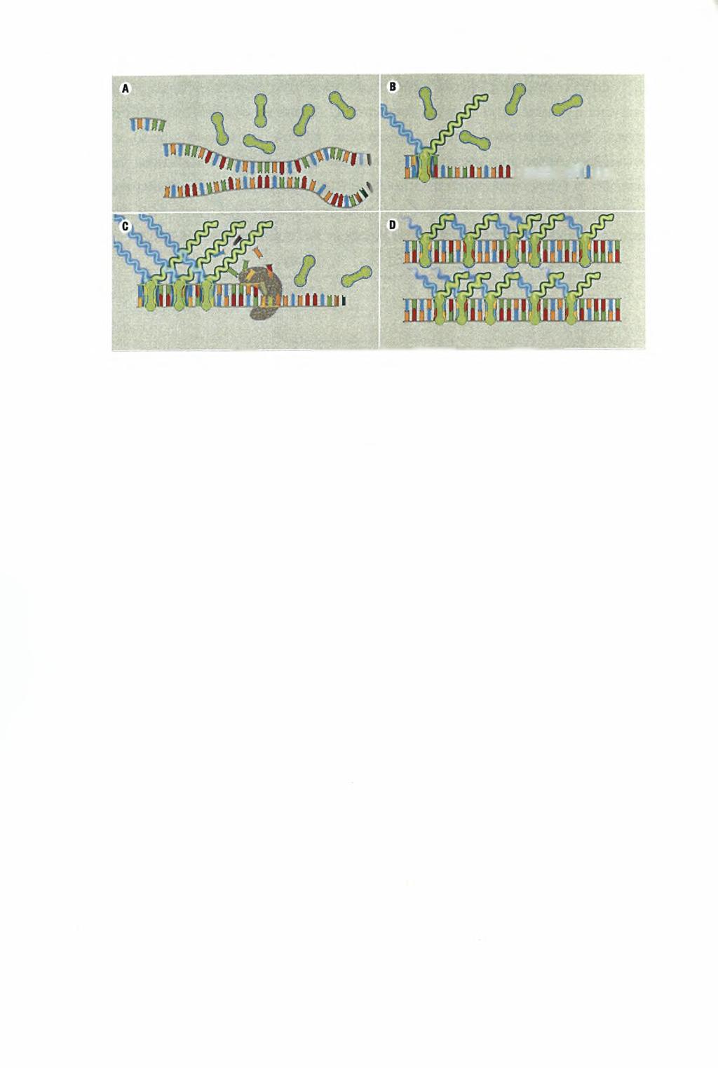 Uudiiiit.m Εικόνα 3. Η χρωστική SYBR Green παρεμβάλλεται ανάμεσα στις βάσεις του DNA και εκπέμπει φθορισμό που ανιχνεύεται από το μηχάνημα. Β.
