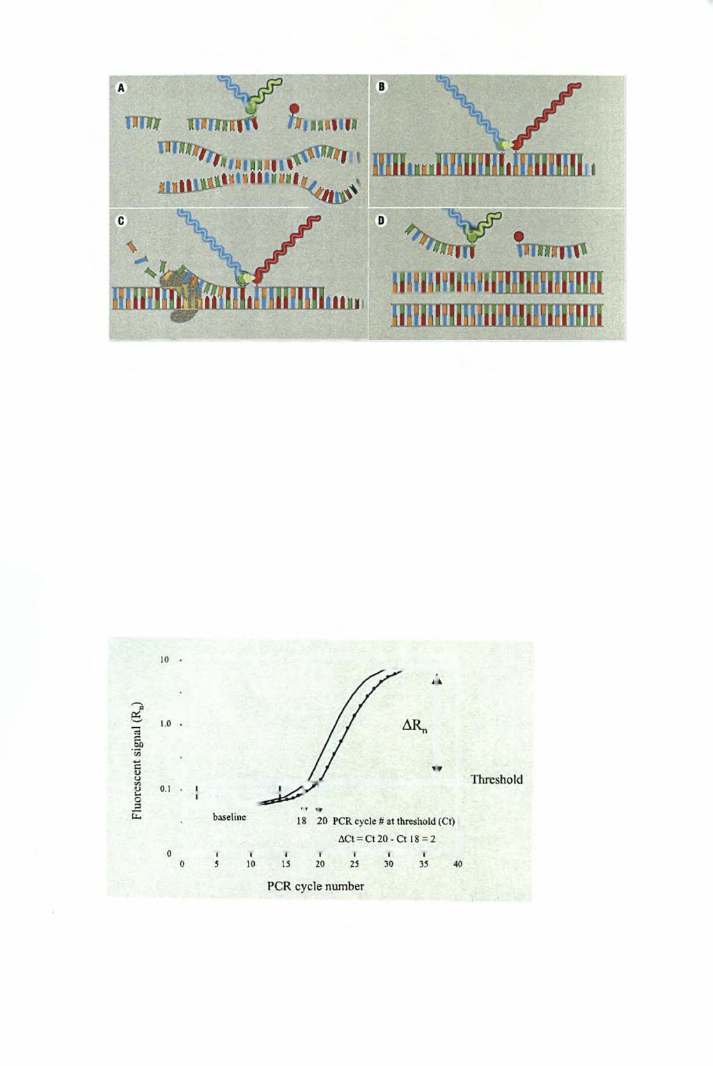 Εικόνα 5. Ανάλυση RQ-PCR με το πρωτόκολλο των ανιχνευτών υβριδισμού.