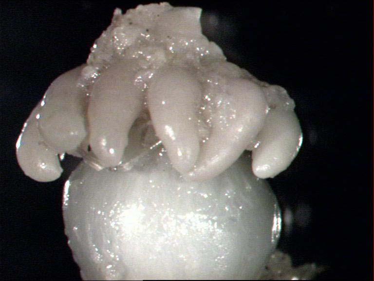 ΥΛΙΚΑ ΚΑΙ ΜΕΘΟΔΟΙ 2 3 4 5 1 6 Εικόνα 2.21. Απεικόνιση της διάταξης των πυλωρικών τυφλών σε άτομο του είδους Chelon labrosus με ολικό μήκος 97,88mm.