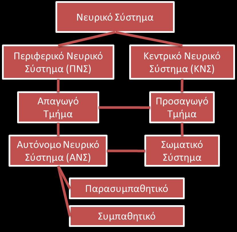 Ανατομία και λειτουργία του Α.Ν.Σ.