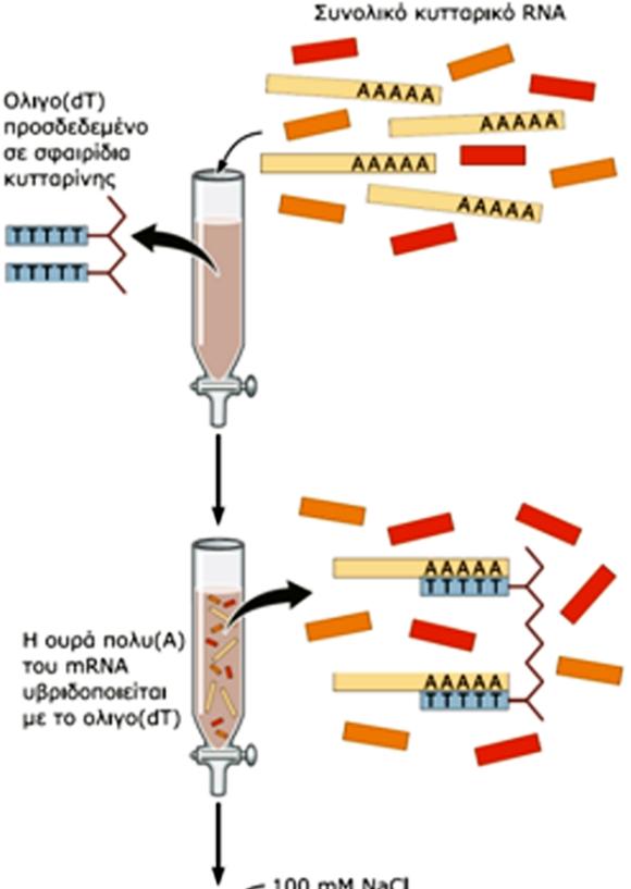 Απομόνωση πολύ-α mrna Τα μόρια mrna των ευκαρυωτικών οργανισμών φέρουν στο 3 άκρο τους μια ουρά πολυ-α που χρησιμοποείται για την απομόνωση του από συνολικό κυτταρικό RNA.