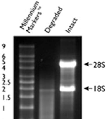 (transcriptome) που μεταγράφονται σε ένα κύτταρο ή σε έναν πληθυσμό