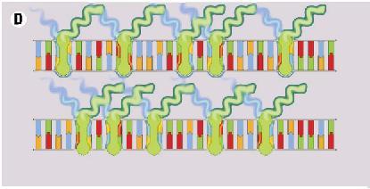 ss DNA ds