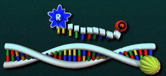 TaqMan probes Reporter fluorophore