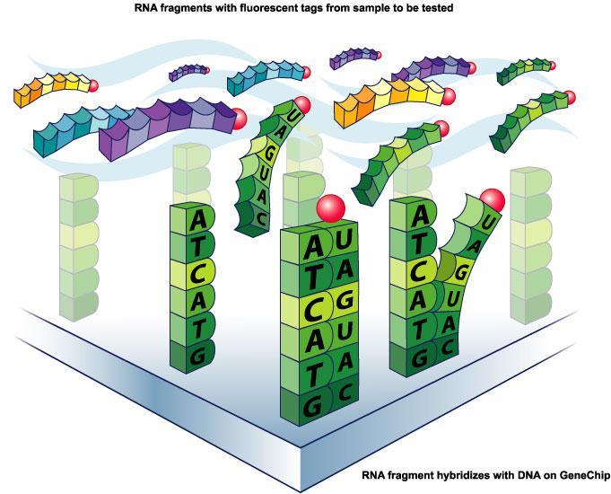 DNA