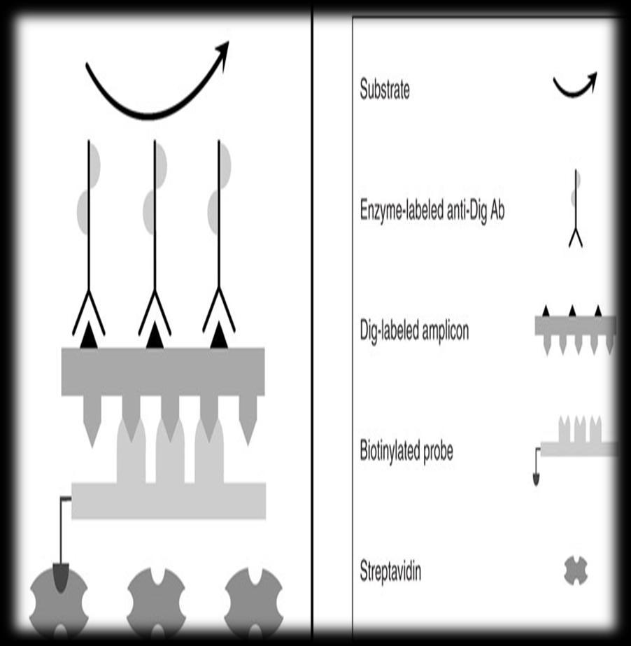 PCR - ELISA Η ανίχνευση του τελικού