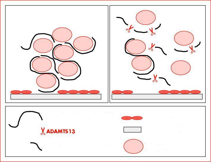 Η πρωτεόλυση VWF από ADAMTS13 ακολουθεί διαδικασία πολλαπλών βημάτων με το μοντέλο molecular zipper, μοριακού φερμουάρ, μάλλον μοναδικό, και ερμηνεύει την πρωτοφανή