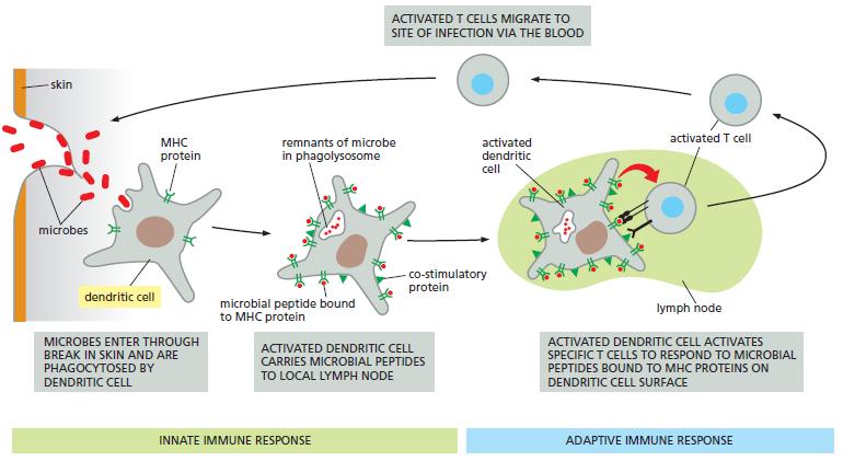 Δενδριτικά-Σύνδεση φυσικής και επίκτητης ανοσίας