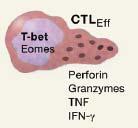 Πληθυσμοί Τ λεμφοκυττάρων Τ ρυθμιστικά Th17 Th1 Ενδοκυτταρικά παθογόνα (βακτήρια, ιοί, μύκητες) Εξωκυτταρικά βακτήρια,