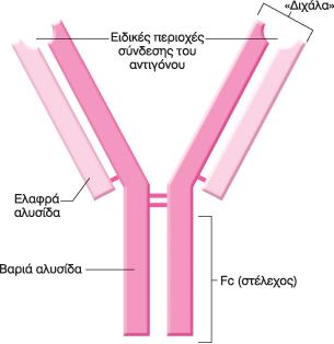 Ανοσοσφαιρίνες- Αντισώματα Ειδικό Αντίσωμα για κάθε Αντιγόνο Μεταβλητή Περιοχή