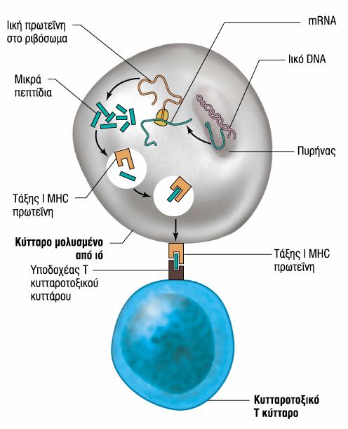 Τα κυτταροτοξικά Τ κύτταρα ενεργοποιούνται