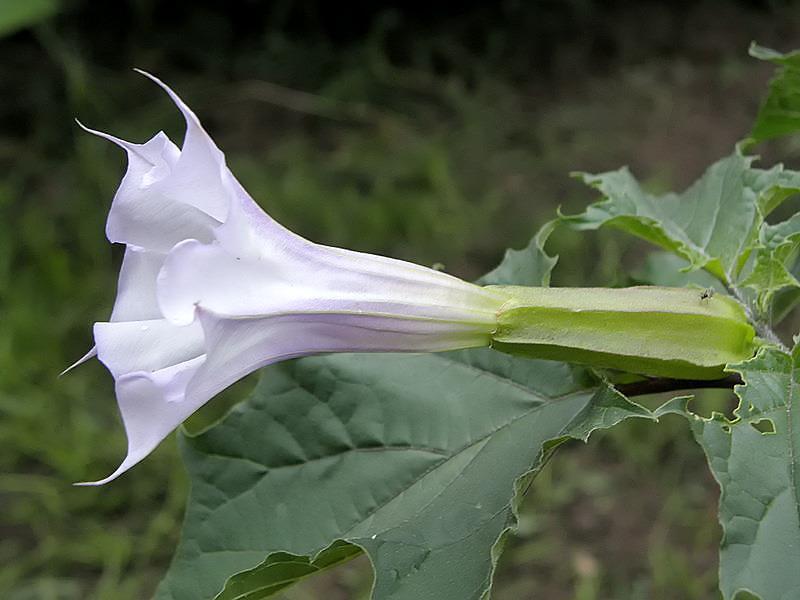 Datura