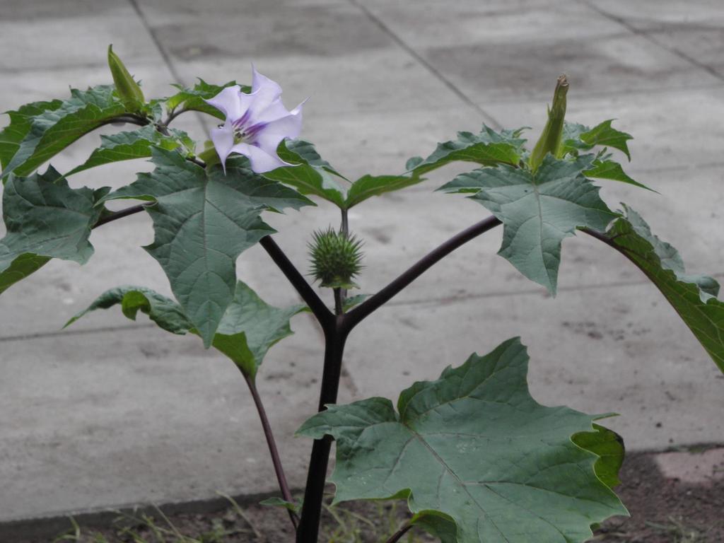 Datura