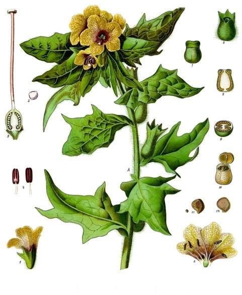 yoscyamus niger Solanaceae