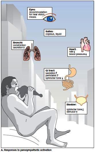 ΠΑΡΑΣΥΜΠΑΘΟΜΙΜΗΤΙΚΗ ΔΡΑΣΗ: REST AD DIGEST RESPSE Μύση, βραδυκαρδία, υπόταση, αύξηση εκκρίσεων πεπτικού και βρόγχων, αύξηση