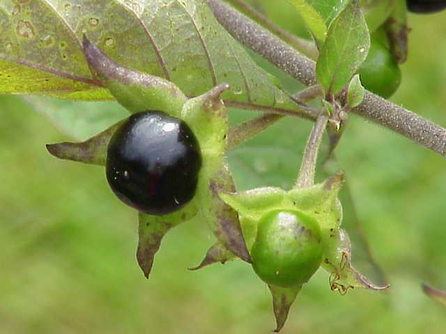 Atropa belladonna L.