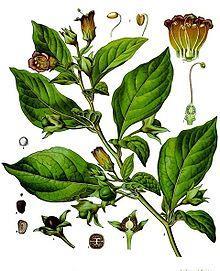 Atropa belladonna L.