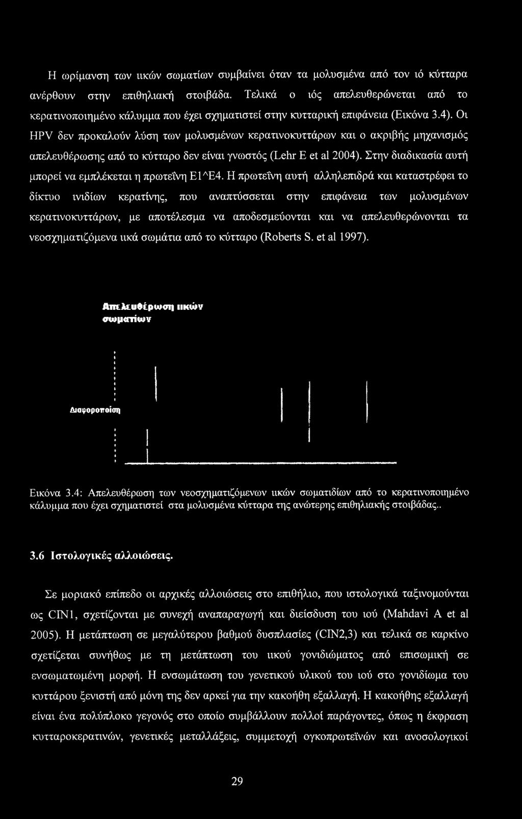 Οι HPV δεν προκαλούν λύση των μολυσμένων κερατινοκυττάρων και ο ακριβής μηχανισμός απελευθέρωσης από το κύτταρο δεν είναι γνωστός (Lehr Ε et al 2004).