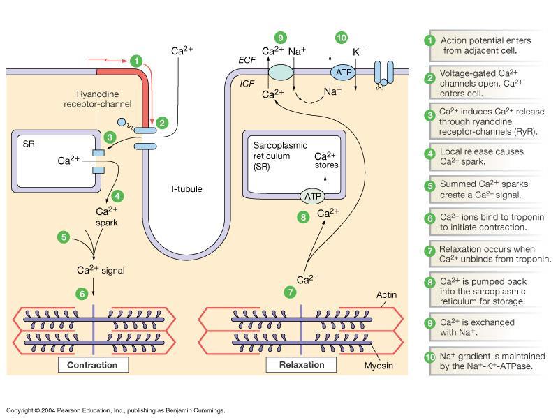 Affected by epinephrine ( ) and ACh ( ) Είσοδος Ca 2+ κατά τη φάση plateau του δυναμικού ενεργείας των μυοκαρδιακών κυττάρων 1 Ca 2+ out for