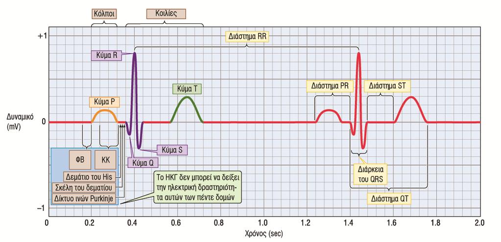 Το φυσιολογικό ΗΚΓ Ρ: κύμα εκπόλωσης που ξεκινά από το φλεβόκομβο και διαδίδεται στους κόλπους ΡR: Σύντομη ισοηλεκτρική γραμμή, το ερέθισμα ταξιδεύει στο κολποκοιλιακό