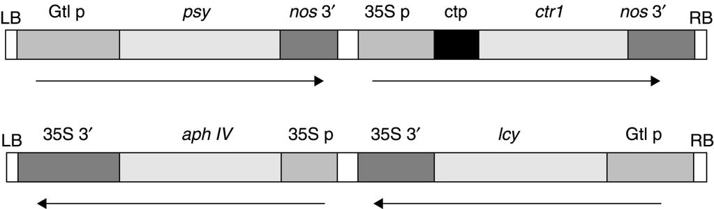 Constructs in Golden Rice Daffodil phytoene synthase psy Daffodil lycopene β-cyclase lcy Rice