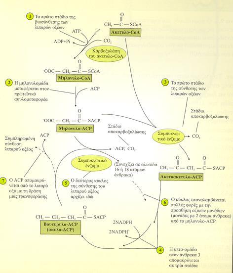 Bιοσύνθεση λιπαρών οξέων στα πλαστίδια των