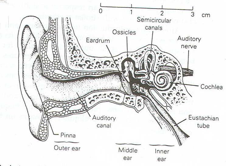 . Αριθμός διαφορετικών ήχων που γίνονται αντιληπτοί από τον άνθρωπο Το ανθρώπινο αυτί μπορεί να αντιληφθεί 1400 μόλις διακριτές