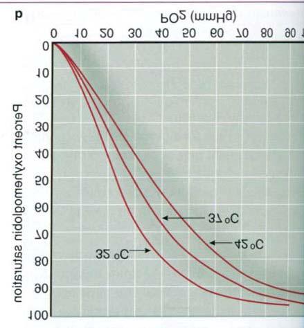 Όπως φαίνεται στο Α η ποσότητα οξυγόνου που αποδίδεται στους ιστούς σχετίζεται με την διαφορά των μερικών πιέσεων του οξυγόνου σε αρτηρίες και φλέβες και αποδίδεται από την καμπύλη του σχήματος Α.