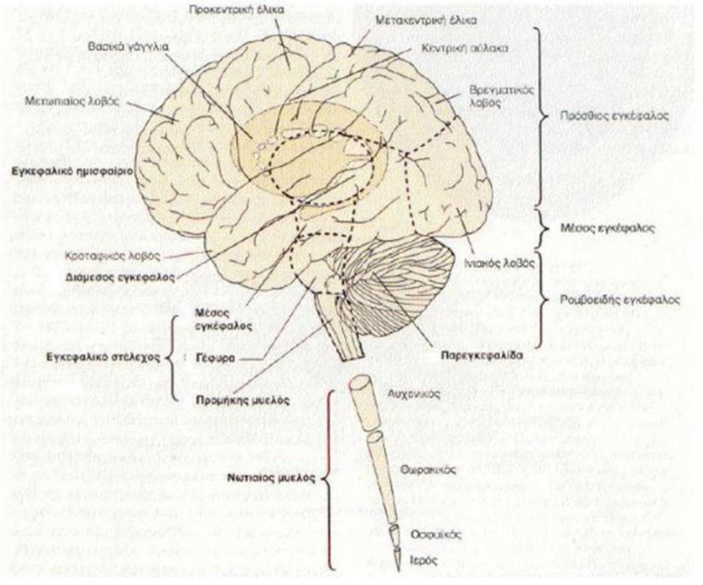 δραματικά είναι η ανάπτυξη των νευραξόνων και των δενδριτών και ο αριθμός των συνάψεων που συνδέουν τους νευρώνες. Σχήμα 1-1 Ο ανθρώπινος εγκέφαλος, (Πηγή: Kandel, E.R., Schwartz, H.H., Jessell, T.M.