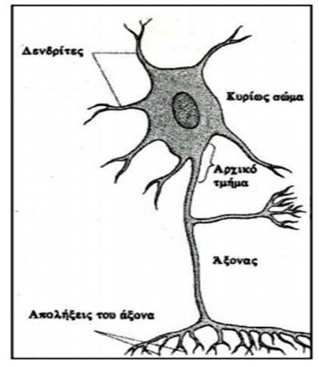 νευρώνα που χρησιμεύει για τη βελτίωση της μόνωσης του και ως εκ τούτου να κάνει τις υπάρχουσες συνδέσεις πιο αποτελεσματικές.