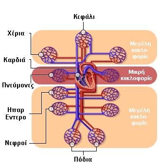 Καρδιαγγειακό σύστημα 29 Μικρή ή πνευμονική κυκλοφορία (δεξιά κοιλία- πνεύμονες-