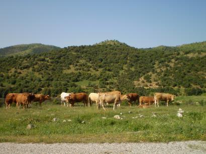 αιγοπρόβατα Στα κοπάδια των αιγοπροβάτων κυριαρχούν ζώα διασταυρώσεων παρόλο που εντοπίζεται ένας αριθμός ζώων του καραγκούνικου και του βλάχικου