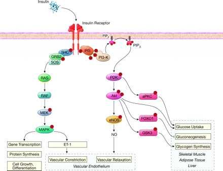 18 1.3 Παθοφυσιολογία της ινσουλινοαντίστασης Τα κύτταρα του ενδοθηλίου διαθέτουν υποδοχείς ινσουλίνης, μέσω των οποίων η ινσουλίνη επηρεάζει το μεταβολισμό και την παραγωγή αγγειοδραστικών ουσιών,
