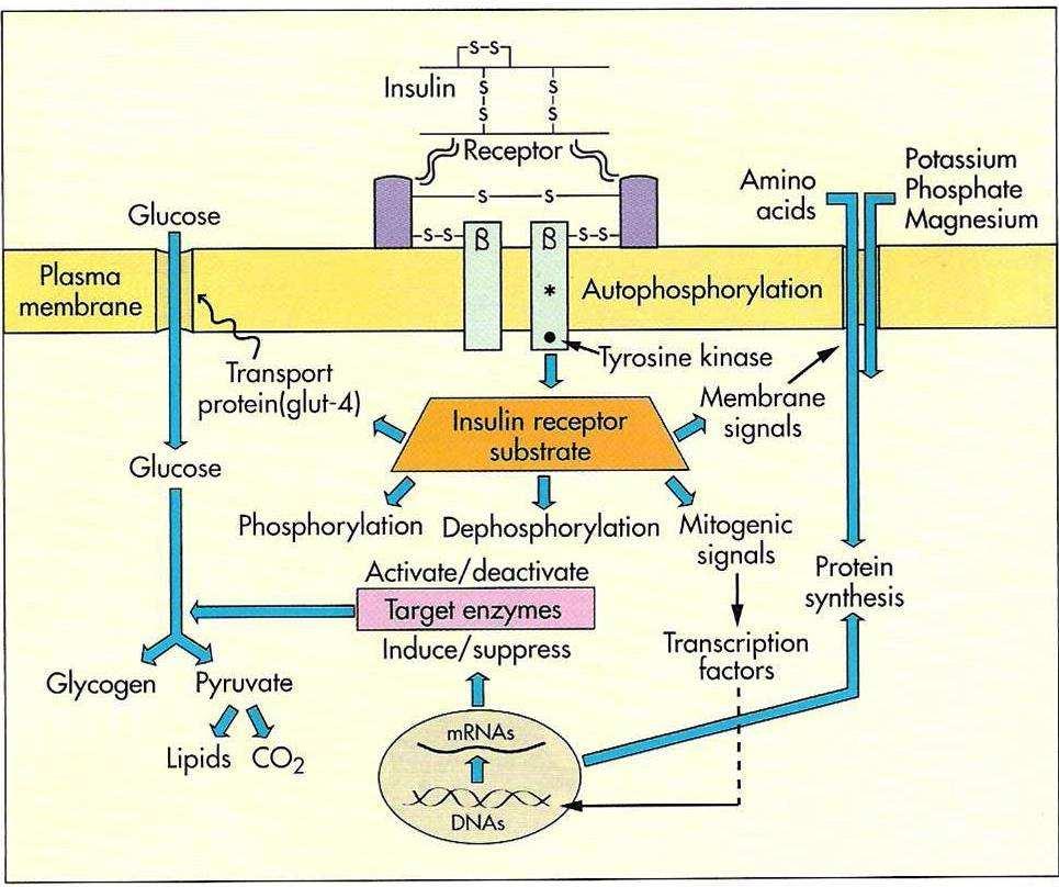 23 Εικόνα 4: Κυτταρικοί µηχανισµοί που ενεργοποιούνται µετά τη σύνδεση της ινσουλίνης µε τον υποδοχέα της κυτταρικής µεµβράνης Σε ασθενείς με ινσουλινοαντίσταση έχει βρεθεί αύξηση του ενδοκυττάριου
